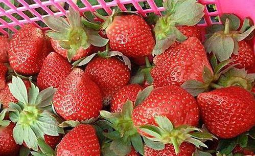 娱乐吃瓜酱草莓,揭秘明星幕后故事