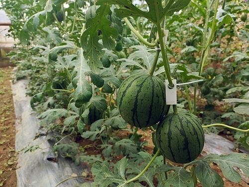 五一吃瓜群众视频播放,热门事件一网打尽